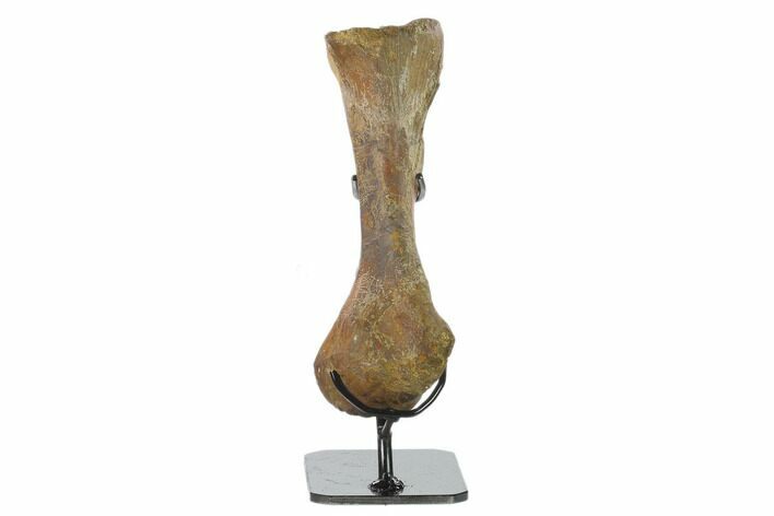 Hadrosaur (Brachylophosaur) Metatarsal - Montana #135461
